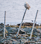 BB 15 0120 / Bubo scandiacus / Snøugle